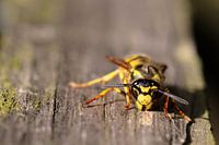 Vespula Germanica queen in the spring