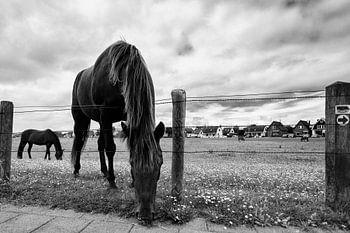 Wiese Wijk aan Zee