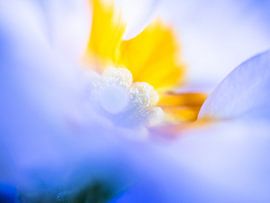 Bloem in macro