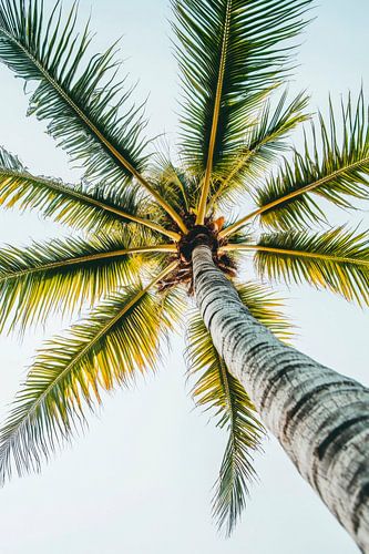 Palmboom in de lucht