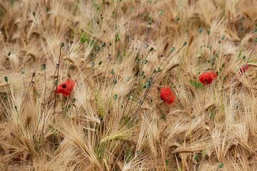 Weizenfeld mit Mohnblumen von jacky weckx