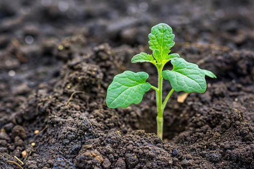 Jonge groene plant in vruchtbare aarde