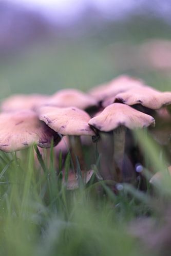 Beige trifft auf Herbst - Zeitlose Wanddekoration mit natürlicher Klasse