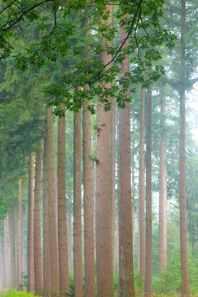 Lever de soleil tôt le matin dans une forêt de pins par Sjoerd van der Wal Photographie