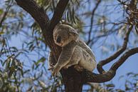 Koala's of Magnetic Island: An Iconic Australian Experience by Ken Tempelers thumbnail