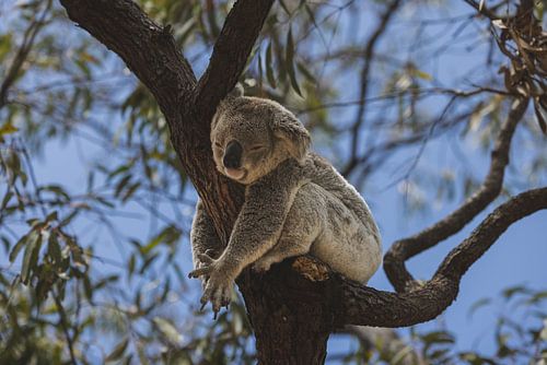 Koala's van Magnetic Island: Een Iconische Australische Ervaring