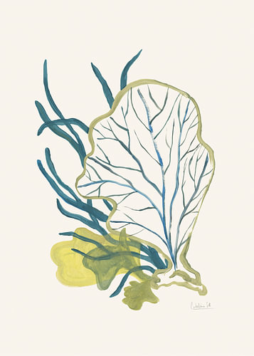 Samenvatting: Mariene plantkunde