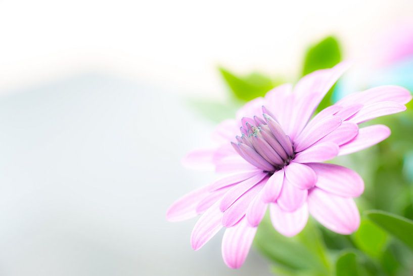 Roze bloem van Gerben Duijster