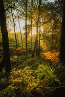 Farne in der Morgendämmerung | Posbank | Veluwezoom| Rheden | Gelderland