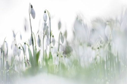 Een flinke hoeveelheid sneeuwklokjes