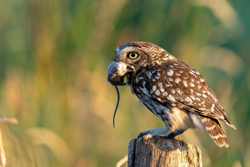 hibou et souris domestique par Rando Kromkamp Natuurfotograaf