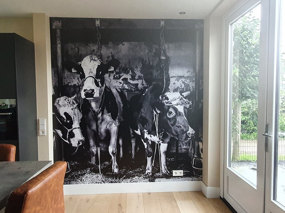 Dutch cows in an old barn