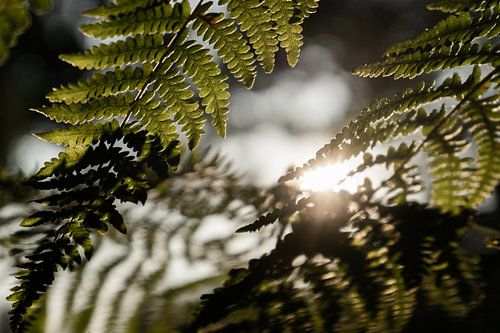 A sunny magical evening in the wood!