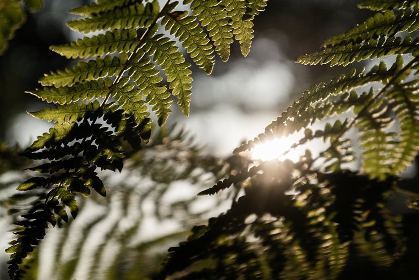 A sunny magical evening in the wood! by Gijsje Bergs