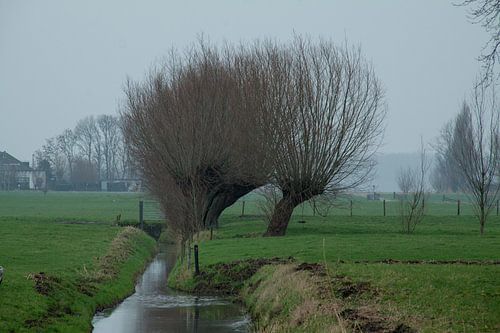 Alkeetse polder 04