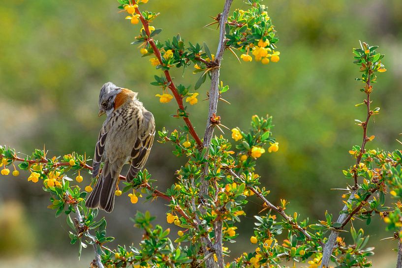 Passerine in Patagonia, Argentina by Geert Smet