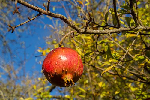 Une seule grenade accrochée à un arbre après la pluie