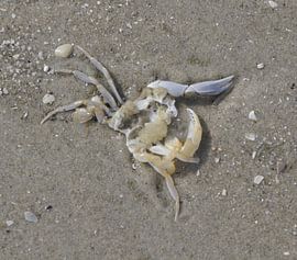 krab by Ad Steenbergen