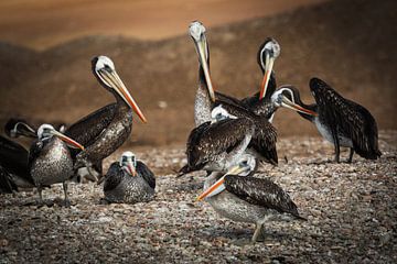 Group of South American Pelicans by Gerrit Kosters