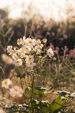 White anemones by Mayra Fotografie