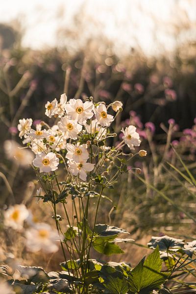 Weiße Anemonen von Mayra Fotografie