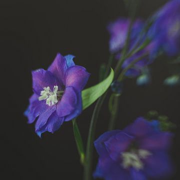 Fine Art Flowers Purple van Carin Ivana