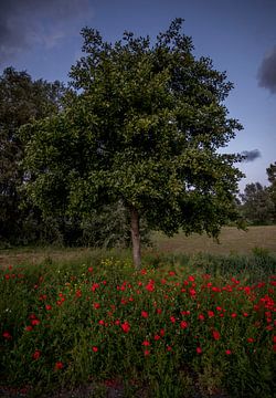 Klaprozen bij boom van peterheinspictures