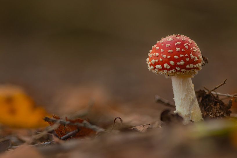 Agaric moucheté par Miranda Rijnen Fotografie
