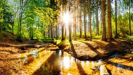 Sunrise in the forest by Günter Albers