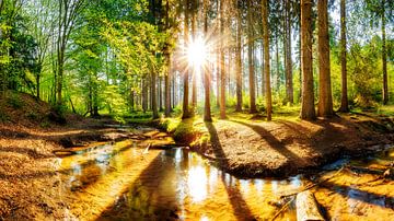 Lever de soleil dans une forêt avec un ruisseau sur Günter Albers