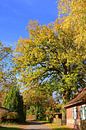 Dorfidylle im leuchtenden Herbstlaub von Gisela Scheffbuch Miniaturansicht