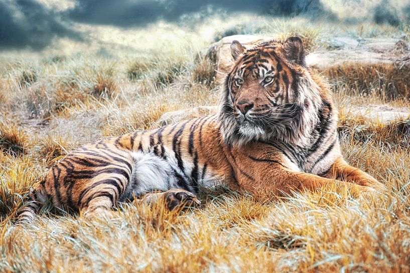 Sumatra Tiger von Joachim G. Pinkawa