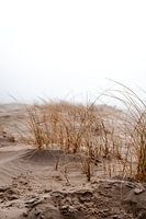 Natuurpark de Slufter gehuld in de mist III | Een reis over Waddeneiland Texel