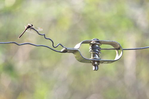 libelle op afrastering