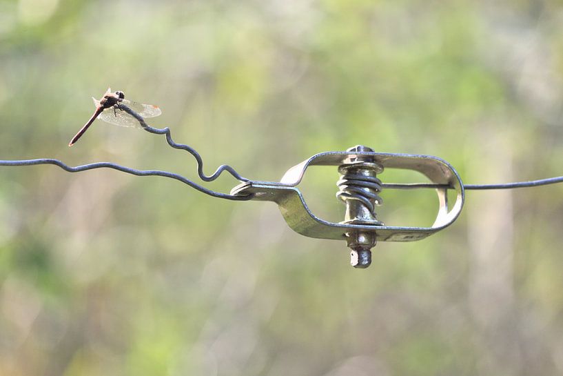 libelle op afrastering by Petra De Jonge