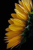 Zonnebloem