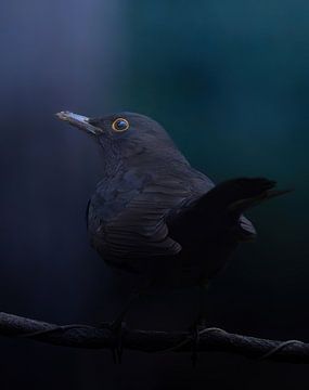 Amsel bei schlechtem Wetter von arnemoonsfotografie