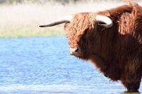 De schotse hooglander