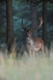 Fallow Deer ( Dama dama ), strong buck, at the edge of a dark thick forest, watching attentively, Eu