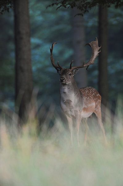 Fallow Deer ( Dama dama ), strong buck, at the edge of a dark thick forest, watching attentively, Eu by wunderbare Erde