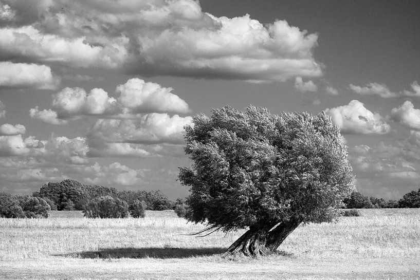 Sommerlicher Wind von Michael Krawietz