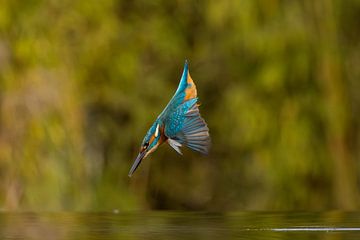 Kingfisher in flight. by Menno Schaefer