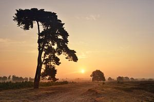 Bel arbre dans l'Aekingerzand