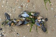 mossel en zeewier op het strand van zeeland van Frans Versteden thumbnail