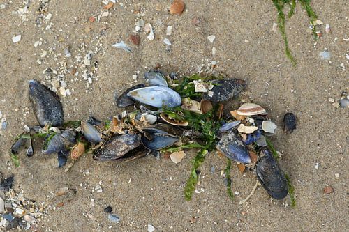 mossel en zeewier op het strand van zeeland