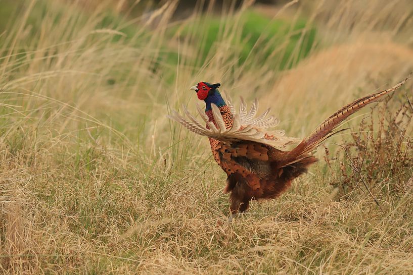 Fasan mit baltischem Federkleid von Rinnie Wijnstra (FotoAmeland )