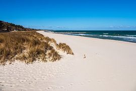 Strand an der Ostseeküste bei Zingst auf dem Fischland-Darß