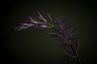 Camassia, humeur sombre