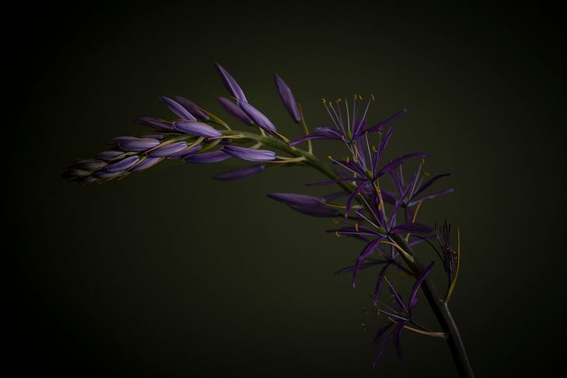Camassia, dark mood by SomethingEllis