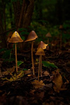 Les lumières dans les champignons sur Martin van Kammen